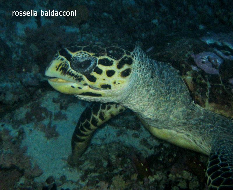 Maldive (atolli di Male Nord e Male Sud)
